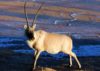 Tibetan Antelope (Chiru)